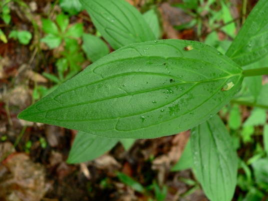 {Lithospermum latifolium}